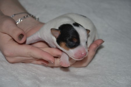 DASTAN: "I'm sexy, and I know it..."